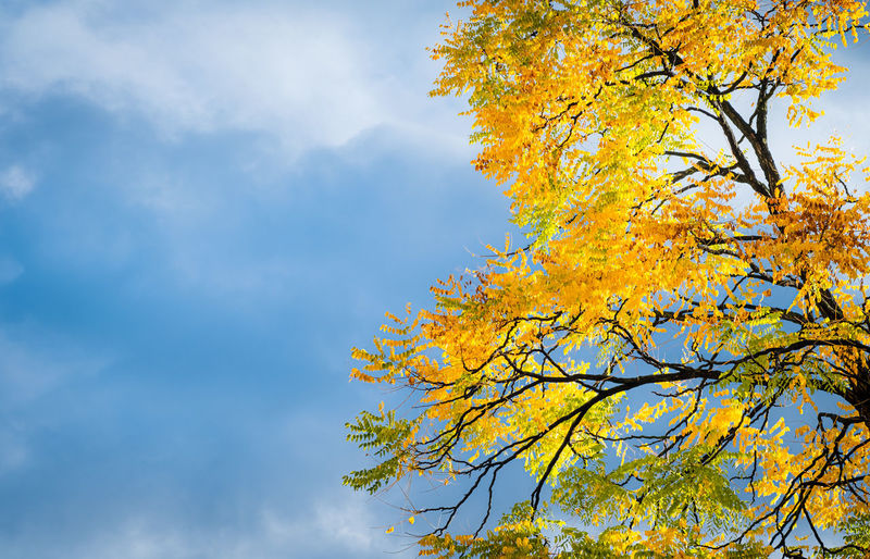 Low angle view of autumnal tree against sky