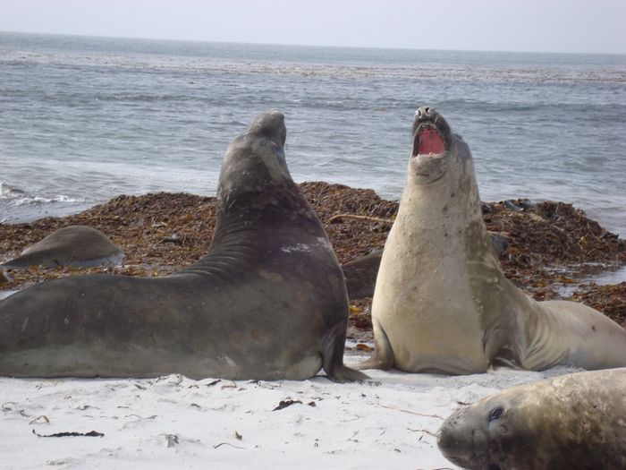 Elephant seals fighting at beach at falkland islands