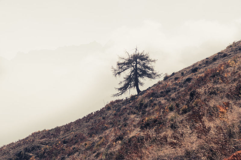 Tree on mountain against sky