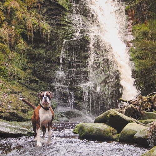 Dog standing on rock against waterfall