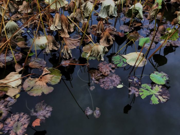 Close-up of plants against lake