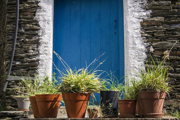 Potted plants against wall of house