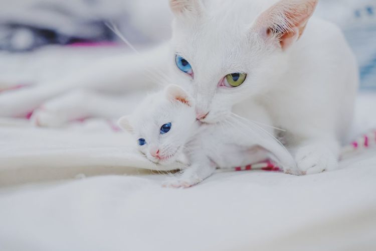 Portrait of white mom cat and son