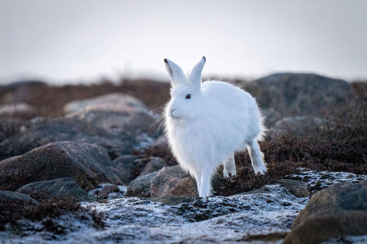 Arctic hare bounds through rocks on tundra