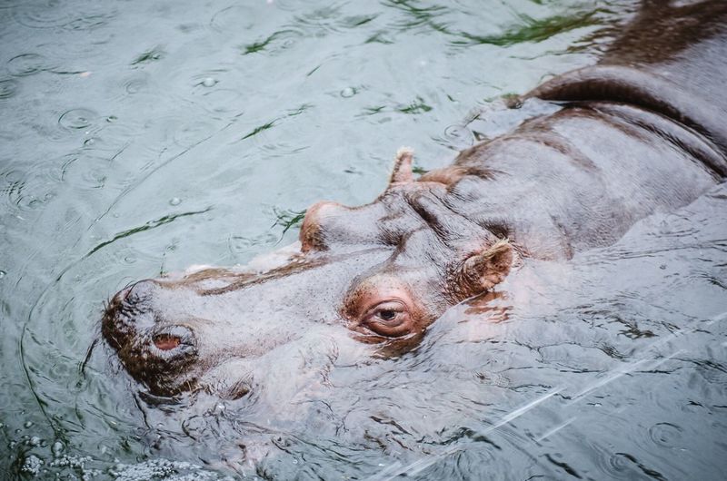 High angle view of hippopotamus swimming in water