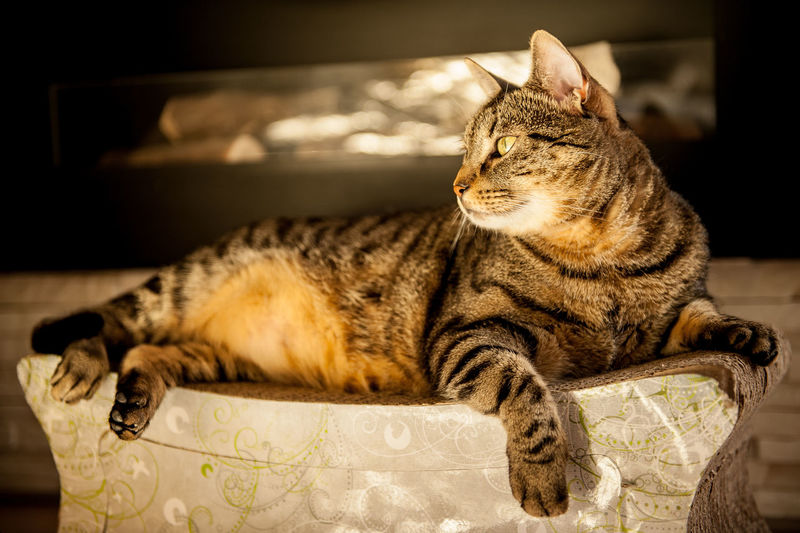 Close-up of a cat resting