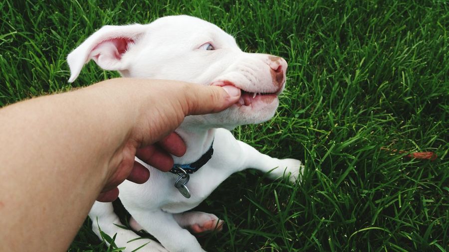 Cropped hand of person touching teeth of pit bull terrier on grassy field