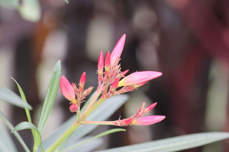 Close-up of pink flowering plant