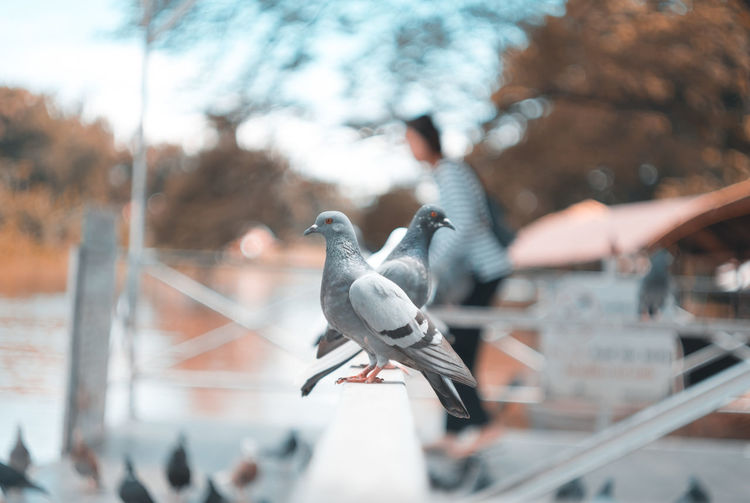 Close-up of bird perching outdoors