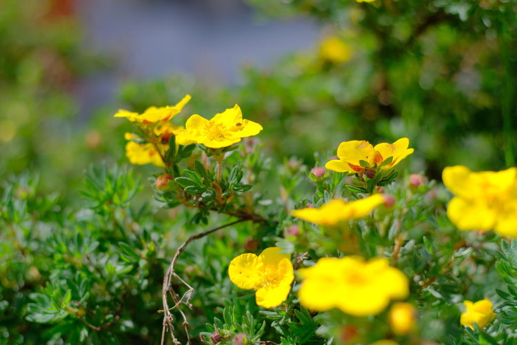 Close-up of yellow flowering plants on field