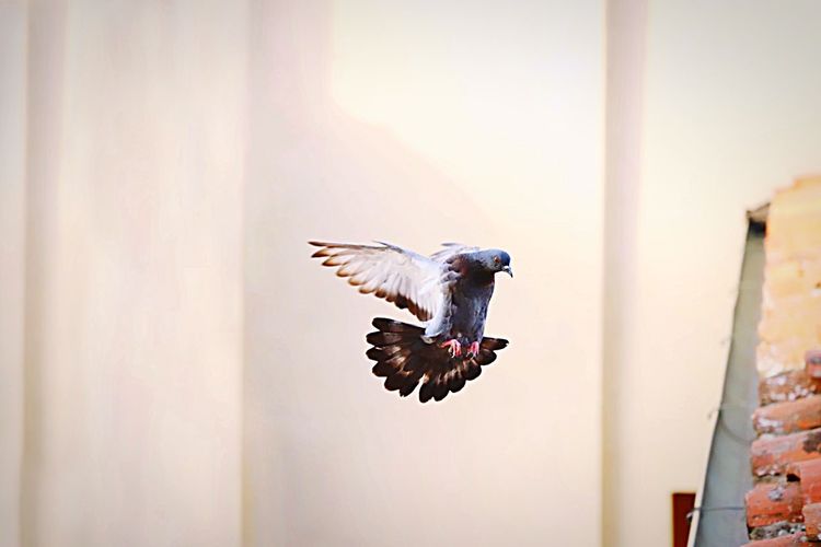Close-up of pigeon flying