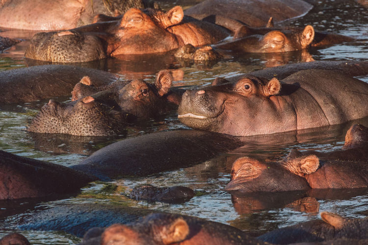 Hippos by the lake