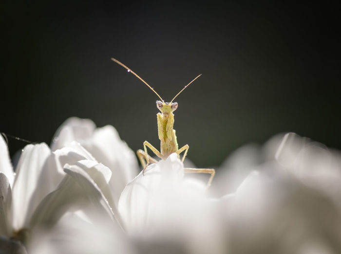 Close-up of mantis on white flowers