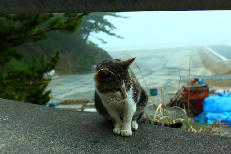 Close-up of cat sitting on retaining wall against landscape