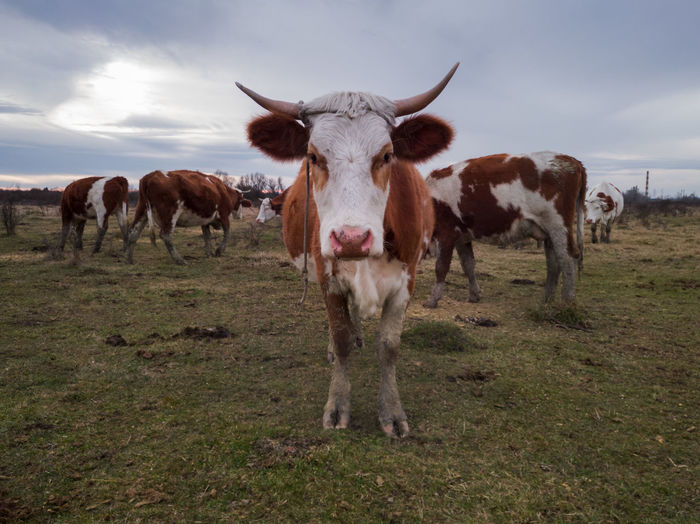 Portrait of cows on field