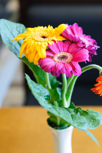 Close-up of flowers in vase