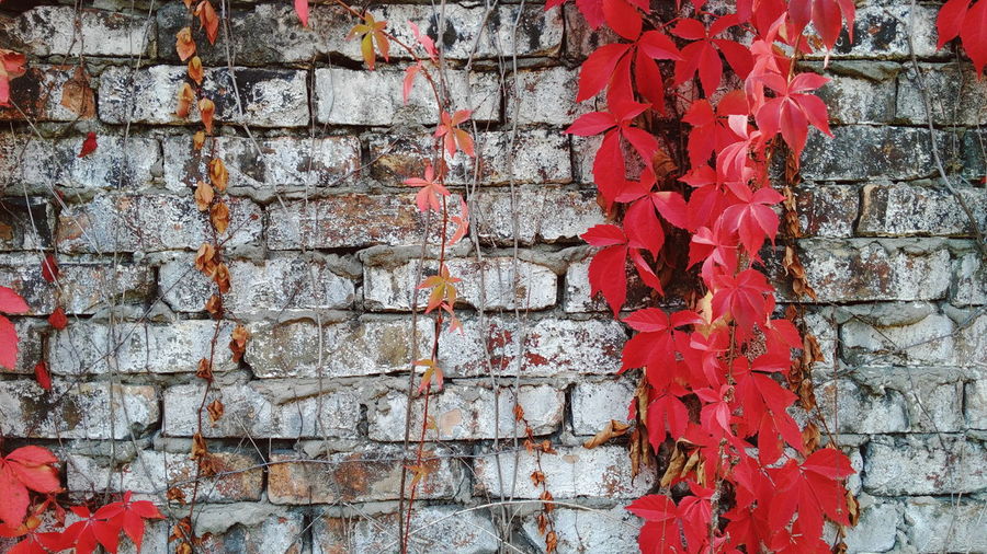Close-up of red maple leaves on wall
