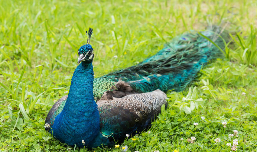 Peacock sitting in field