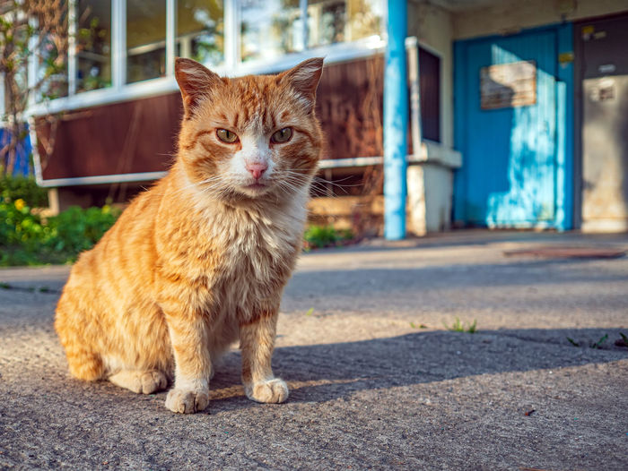 Close-up of cat