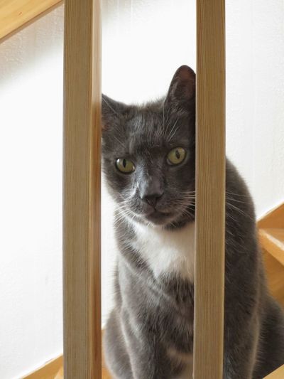 Portrait of cat seen through wooden railing at home