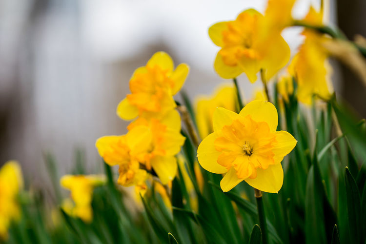 Close-up of yellow daffodil flowers in field