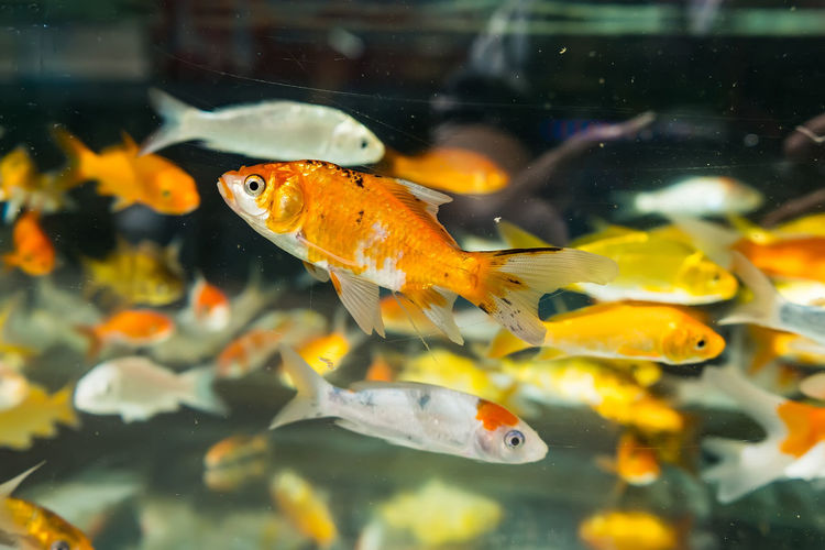 Gold fishes swimming in fish aquatic ornament tank relaxation at beautiful fish shop thailand.