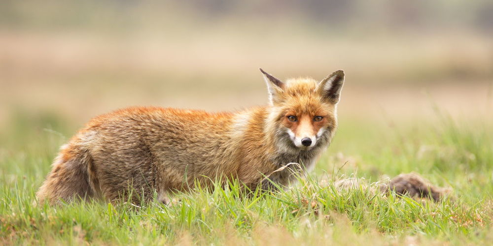 Portrait of fox on grassy field