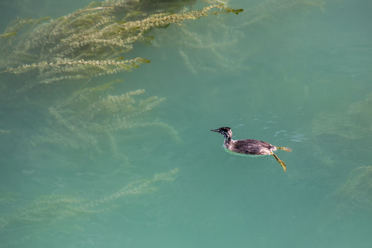 Great crested grebe juvenile swimming in lake garda