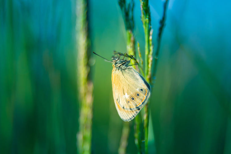 A small butterfly sitting on the grass in summer meadow during morning hours in northern europe.