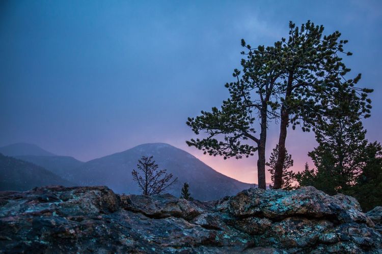 Tree on mountain against sky at night