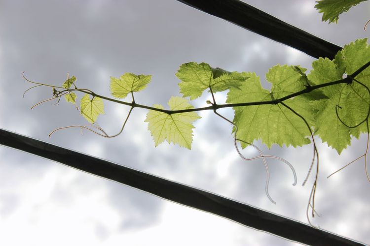 Low angle view of leaves on tree against sky