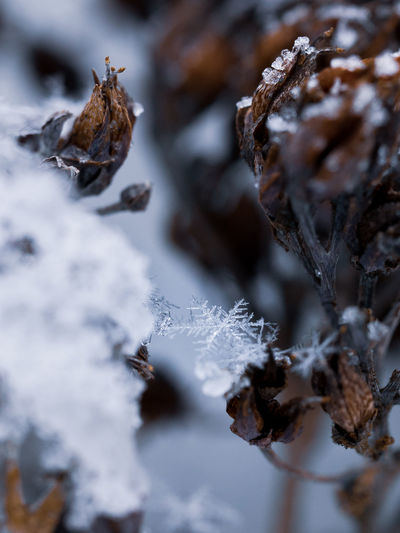 Close-up of a little snowflake on frozen plant