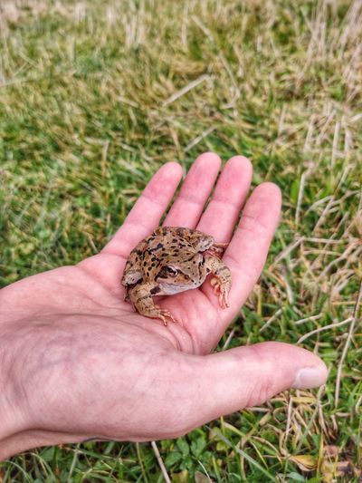 Close-up of frog in hand