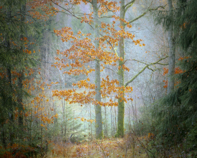 Trees in forest during autumn