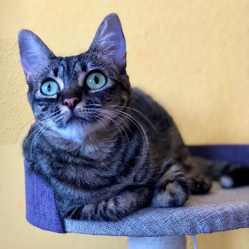 Close-up portrait of a cat