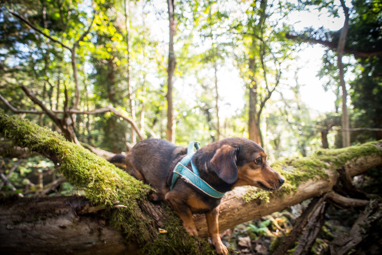 Dog sitting on tree trunk in forest