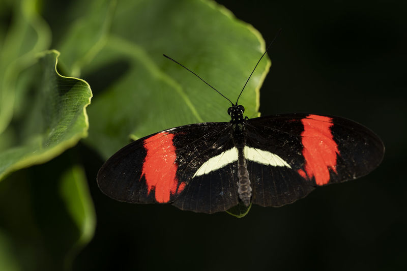 A small postman butterfly perched on a leaf.