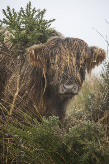 Close-up of highland cattle