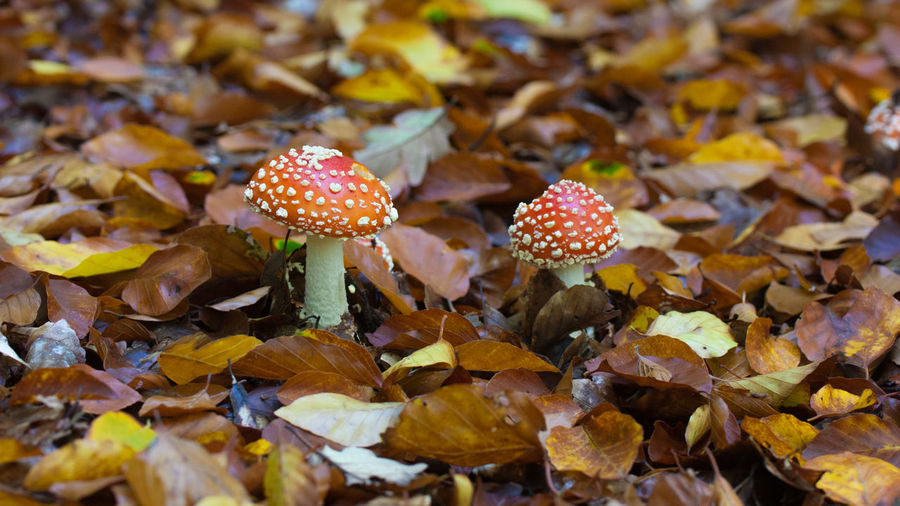 Close-up of fly agaric mushroom on field