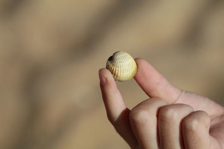 Cropped image of hand holding seashell