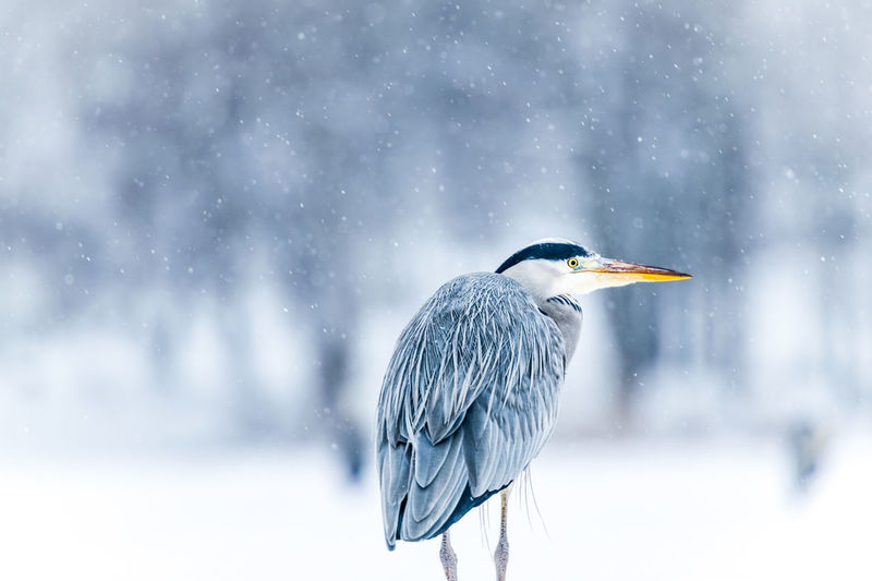 Bird perching on a snow