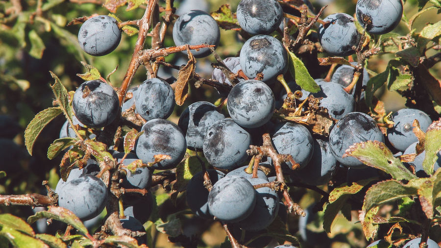 Close-up of grapes growing outdoors