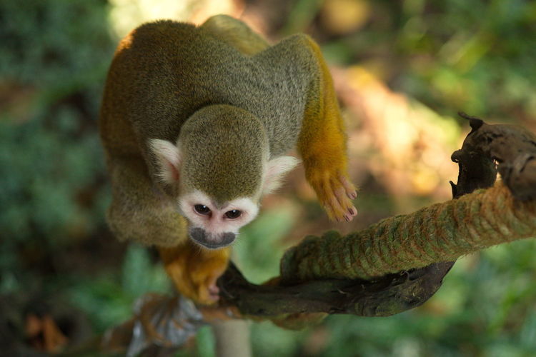 Close-up of squirrel monkey on branch