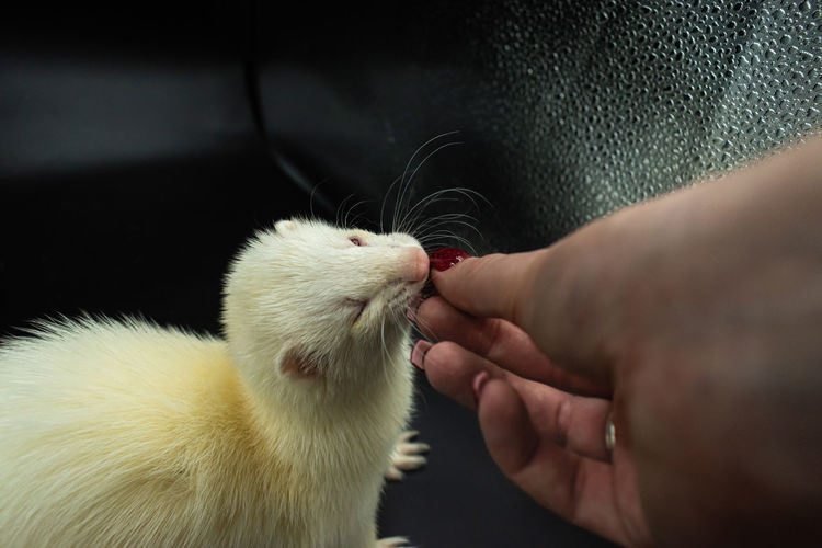 Adorable ablino pet ferret being fed by hand against black background with copy space