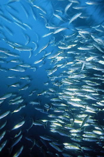 A school of mackerel swims amongst giant kelp (macrocystis).