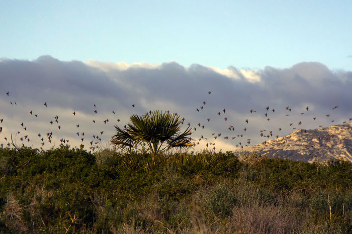 Flock of birds flying over landscape against sky