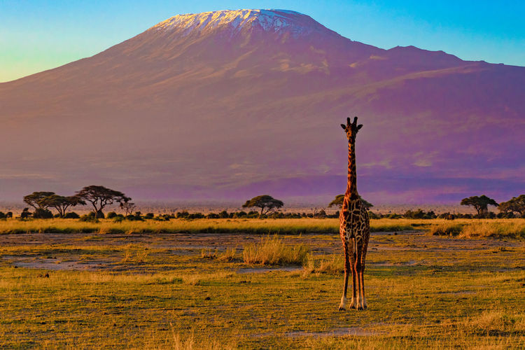 Giraffe standing on land against mountain during sunset