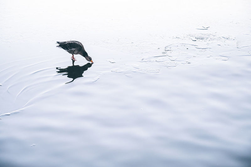Beautiful bird on water surface