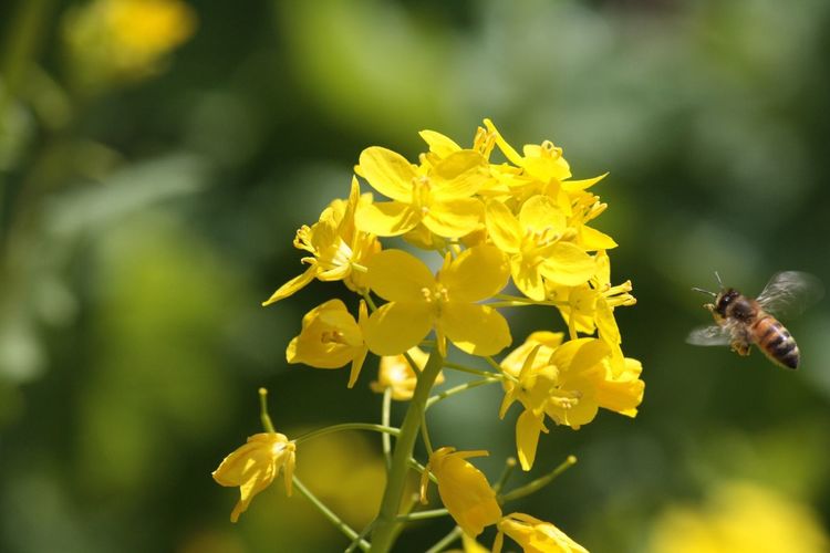 Close-up of bee on yellow flowers