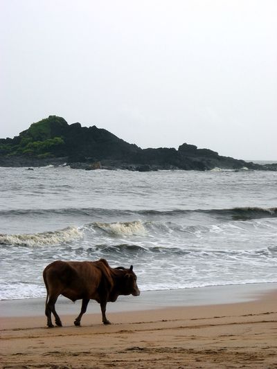 Horse standing on beach against the sea